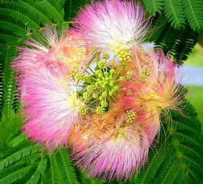 ALBIZIA JULIBRISSIN